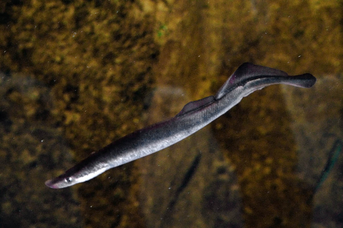 Lampetra fluviatilis (Linnaeus, 1758)